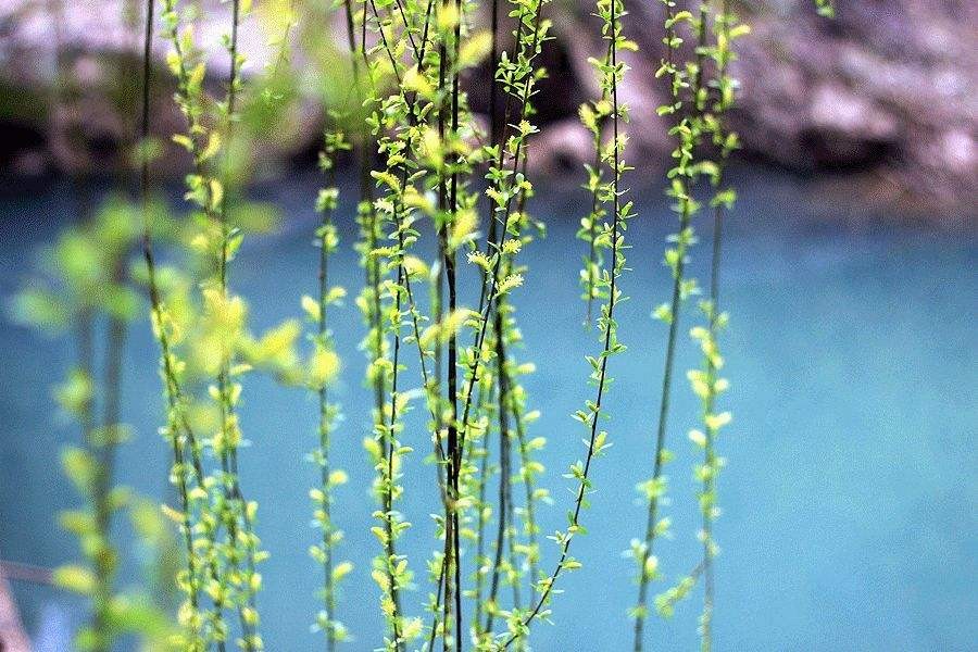 【潇湘文学社】潇湘问梅诗社《嵌“一线春从柳上还”入诗》(总302期)(图19)