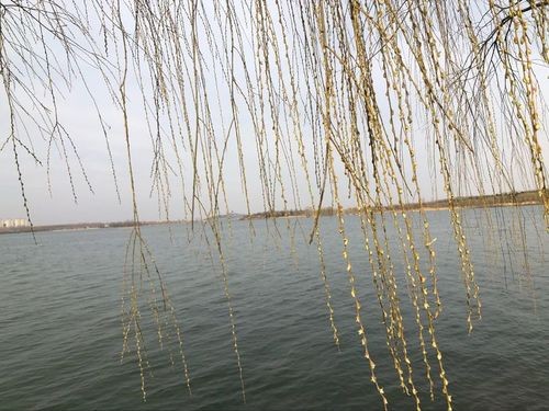 【潇湘文学社】潇湘问梅诗社《嵌“一线春从柳上还”入诗》(总302期)(图21)