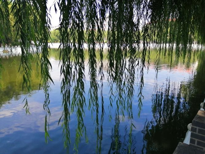 【潇湘文学社】潇湘问梅诗社《嵌“一线春从柳上还”入诗》(总302期)(图24)