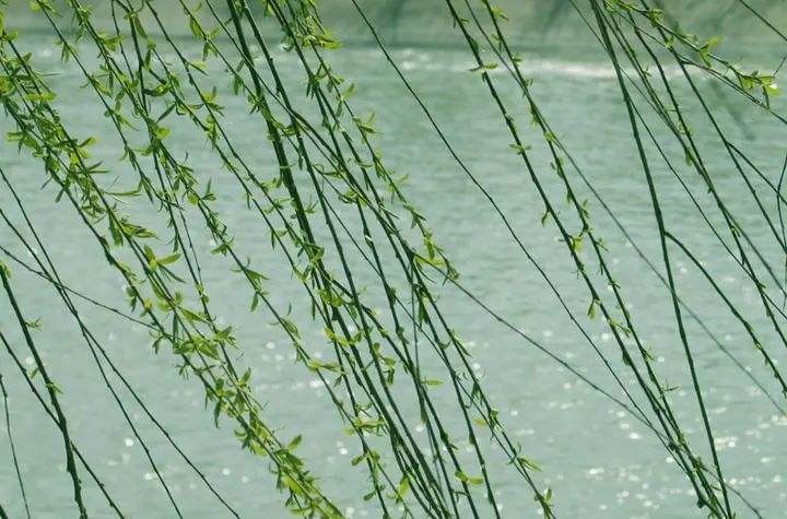 【潇湘文学社】潇湘问梅诗社《嵌“一线春从柳上还”入诗》(总302期)(图31)