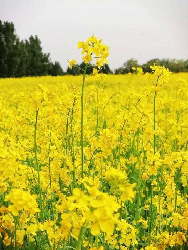 【九江文学社：北京头条】【名家专刊】推荐欣赏余斯文先生两首美诗《油菜花开我心翔》《想你在远方》（图4）