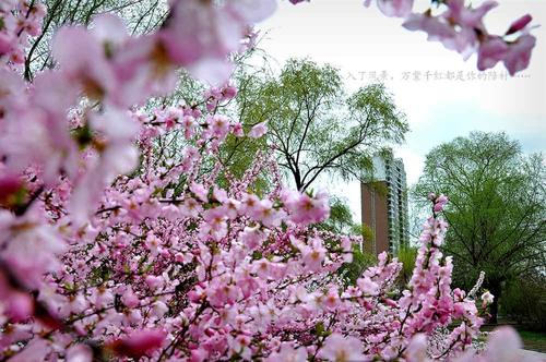 【新山东文学社】《桃花》作者/雪丰谷 主播/海豚（图6）