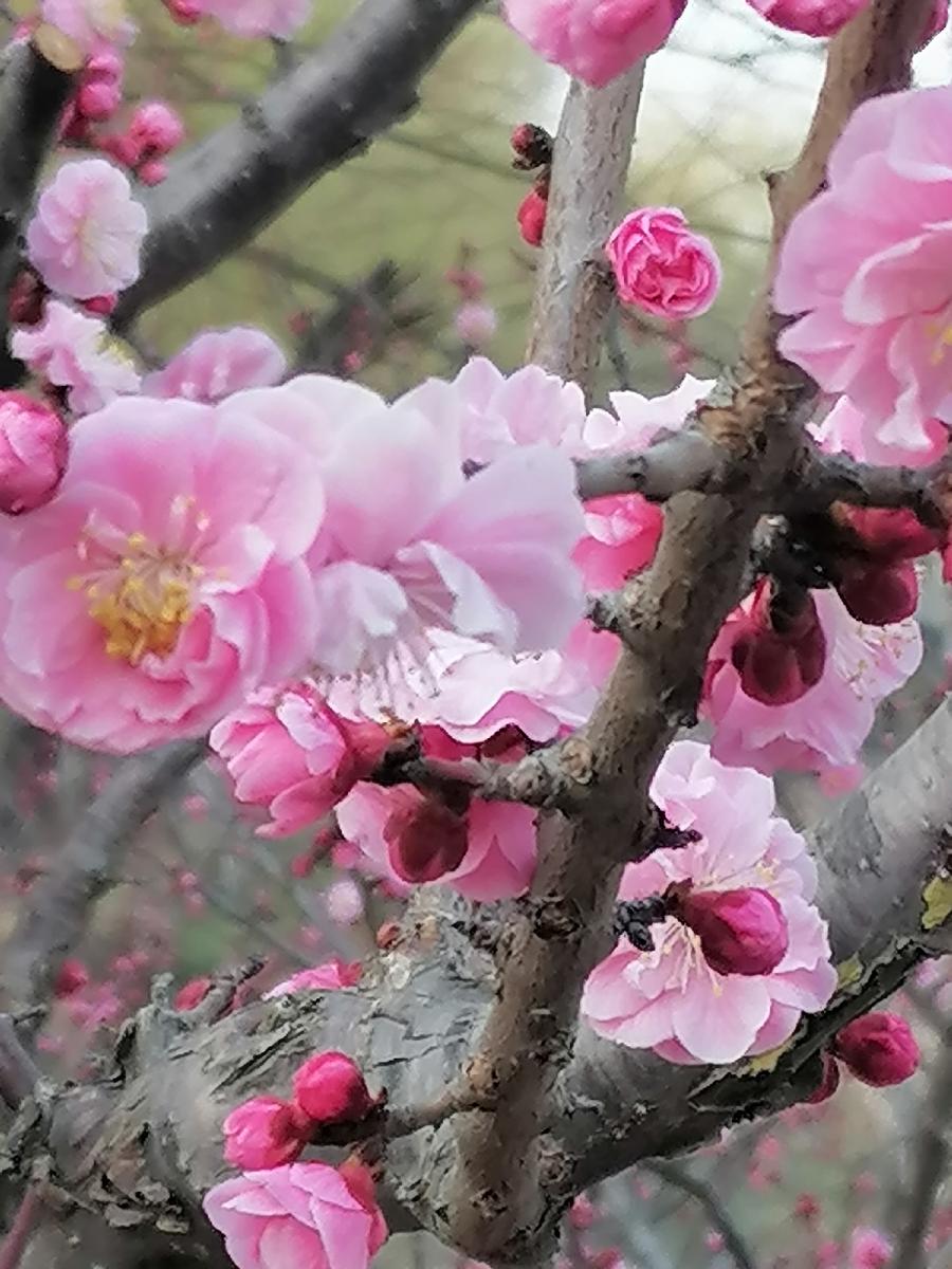 【新山东文学社】《桃花》作者/雪丰谷 主播/海豚（图5）