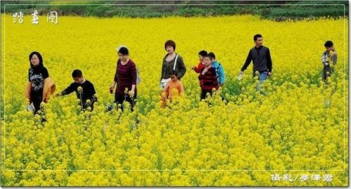 【九江文学社：北京头条】《走 踏青去》文/杨学是（图2）