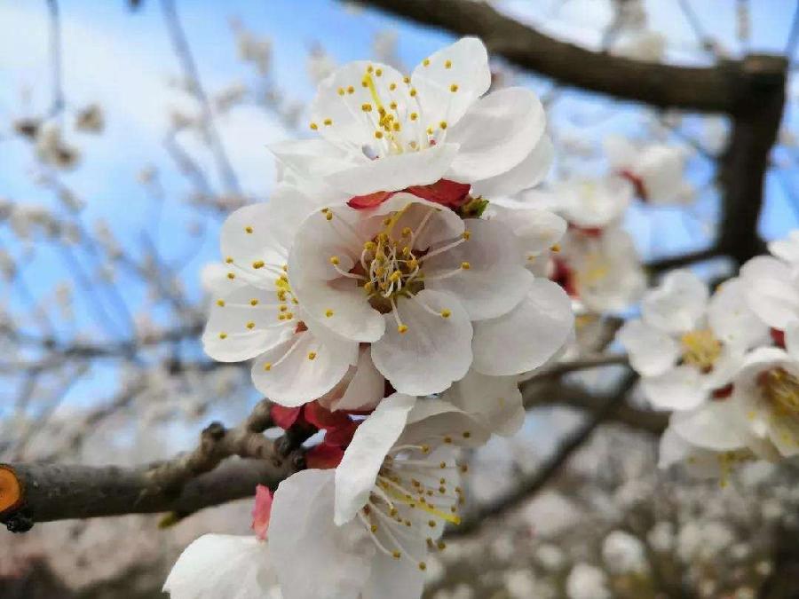 七绝四首（新韵）作者:王新华（河北）【冰心文化传媒】（图4）