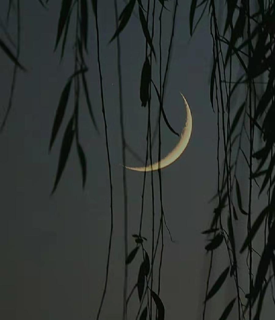 木兰花慢·春雨(2022-3-12)文/龙门梧桐(图6)