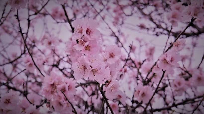 杏花吟Ⅱ文图/吕锦芳（图7）