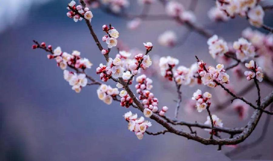 杏花吟Ⅱ文图/吕锦芳