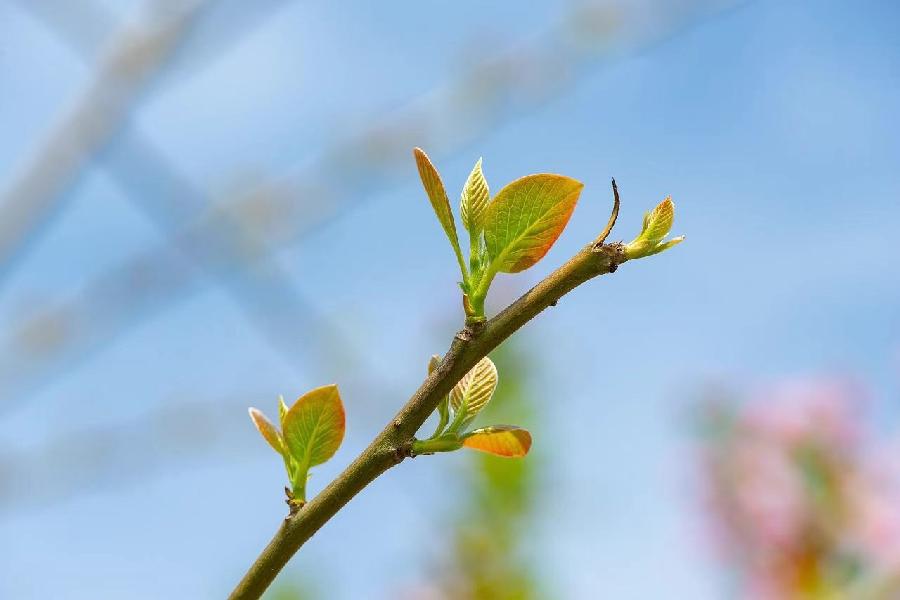 最后的三月（外二首）文／芦国柱（江苏镇江）（图3）