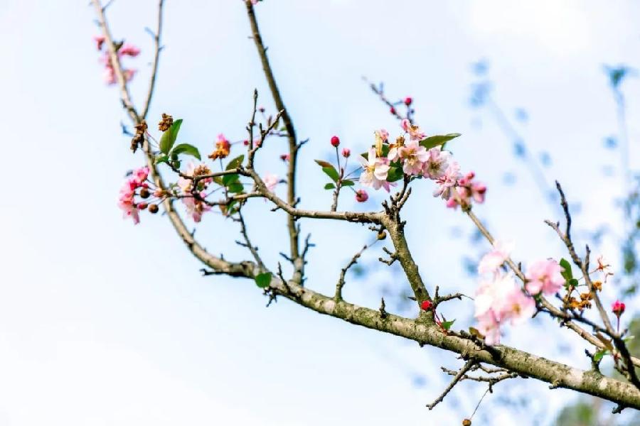 风雅诗诗·第十五期·格律篇（图6）