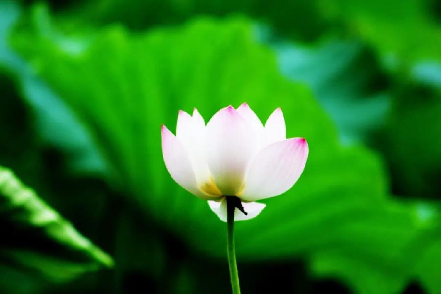 风雅诗诗·第十五期·格律篇（图8）