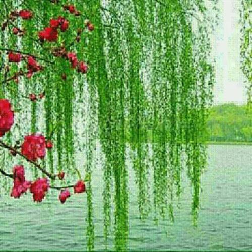 【新山东文学社】《美在三月》作者/梦飞 主播/竹林听雨（图3）