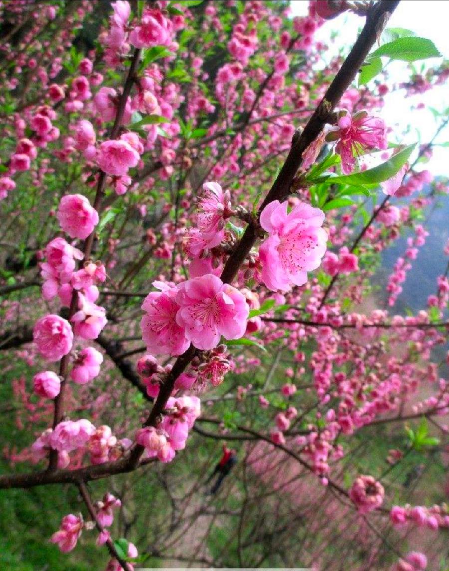 七律·桃月抒怀(图3)