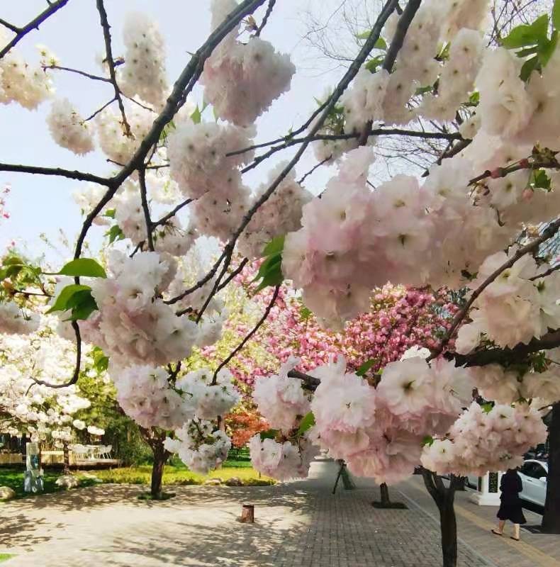 【春】四月，您早：文图／李建印（陕西西安）（图3）