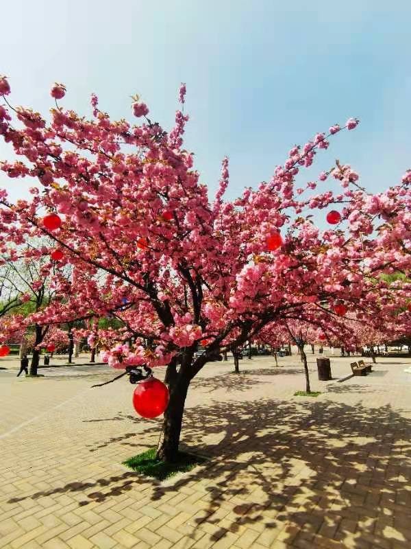 【春】四月，您早：文图／李建印（陕西西安）（图4）