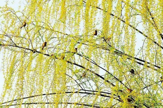 《河南-朱志岩》诗选(图4)