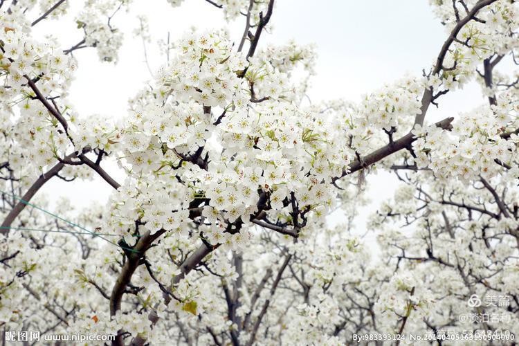 〔七律四首〕*梨花颂*平水韵 作者 王仲飞（北京）【冰心文化传媒】（图3）