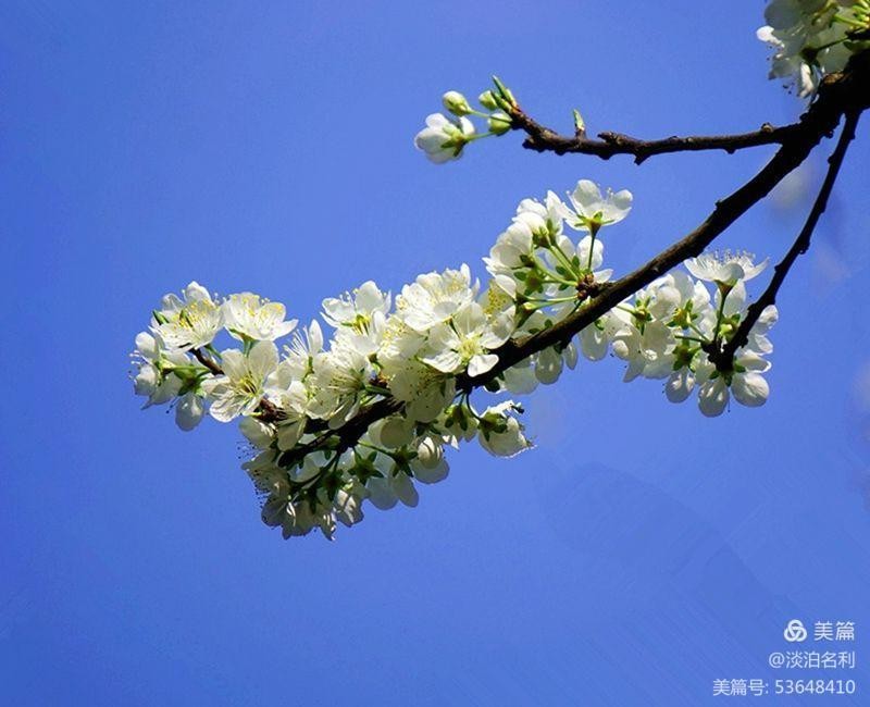 〔七律四首〕*梨花颂*平水韵 作者 王仲飞（北京）【冰心文化传媒】（图4）