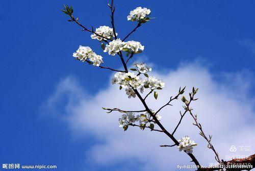 〔七律四首〕*梨花颂*平水韵 作者 王仲飞（北京）【冰心文化传媒】（图6）
