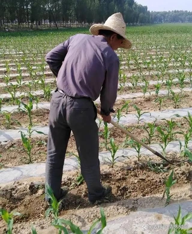 老屋 作者/焦勇 主播/陈丽娟(图8)