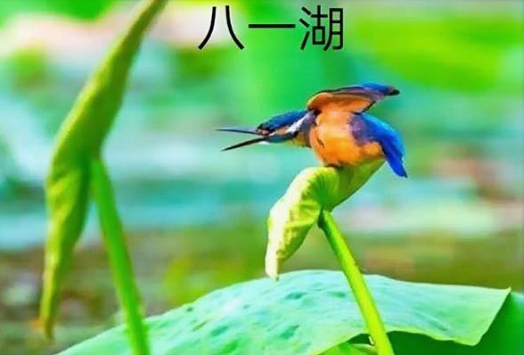 【九江文学社：北京头条】《八一湖图文系列》作者/吴生泉（图12）
