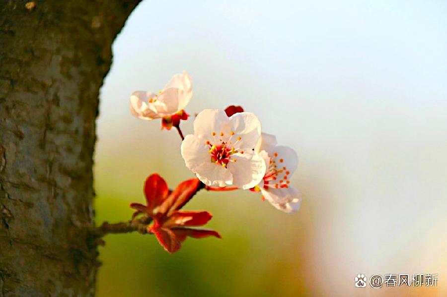 于向阳诗歌《走进崂山的春天》主播：香乡；编辑：香乡【北疆头条】（第190期）（图10）