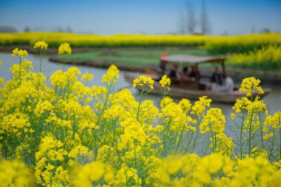 油菜花Ⅱ文图/吕锦芳（图8）