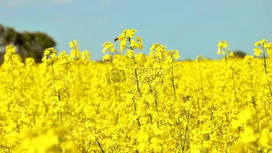 油菜花Ⅱ文图/吕锦芳（图7）
