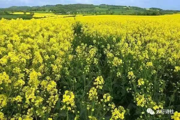油菜花Ⅱ文图/吕锦芳（图4）