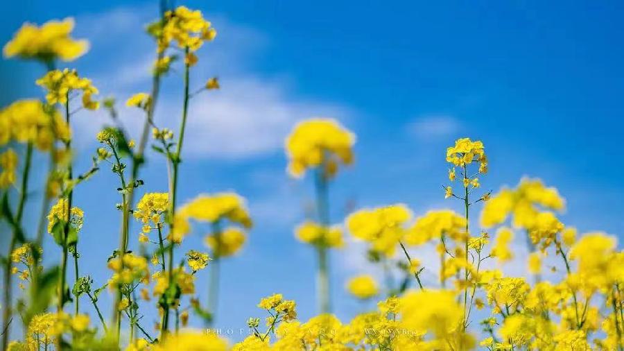 油菜花Ⅱ文图/吕锦芳（图6）