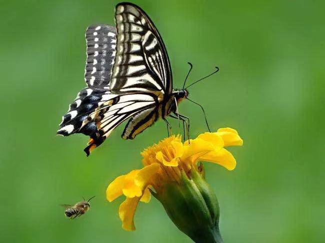 油菜花Ⅱ文图/吕锦芳（图3）