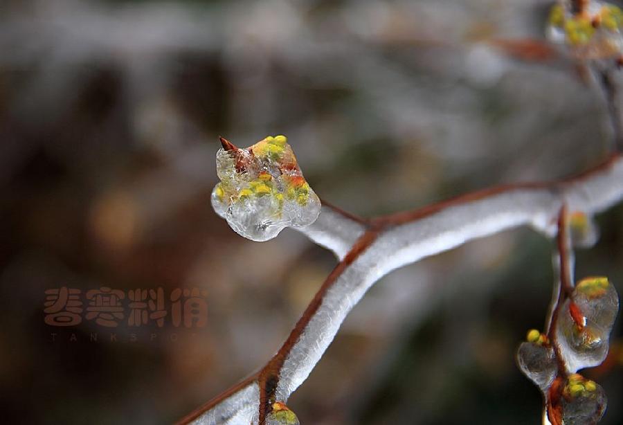 【潇湘文学社】潇湘如兰诗社《春寒》(303期)(图4)