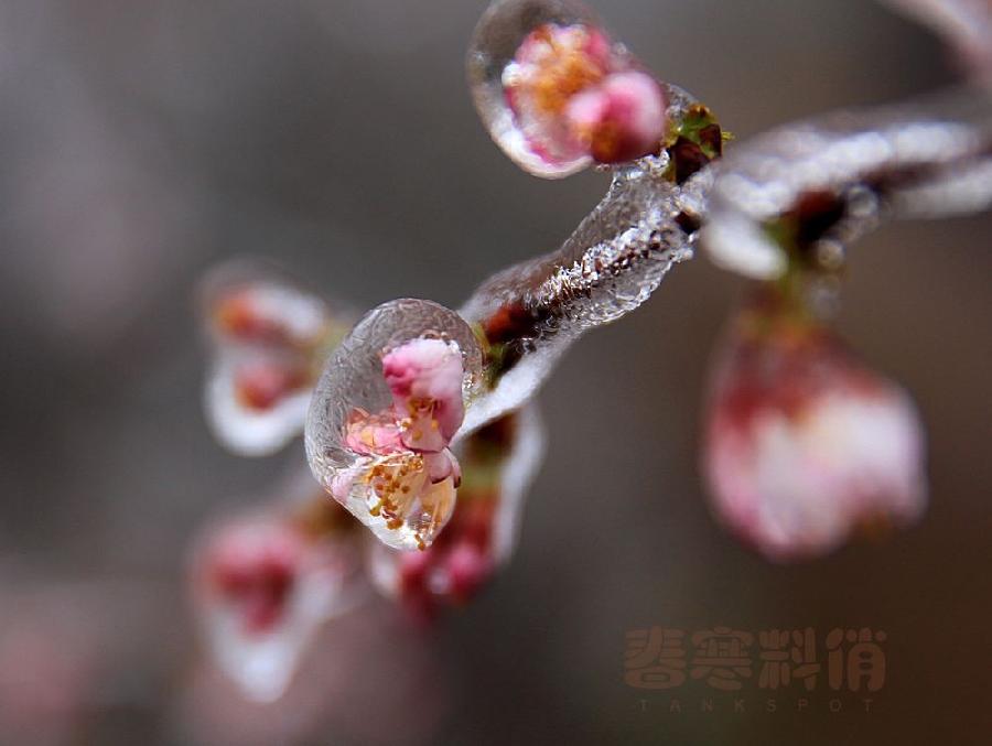 【潇湘文学社】潇湘如兰诗社《春寒》(303期)(图9)