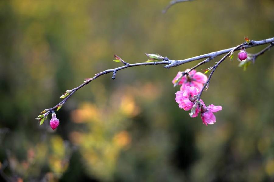 【潇湘文学社】潇湘如兰诗社《春寒》(303期)(图7)