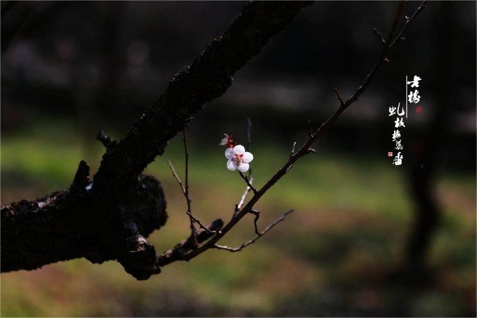 【潇湘文学社】潇湘如兰诗社《春寒》(303期)(图19)