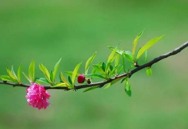 【潇湘文学社】潇湘如兰诗社《春寒》(303期)(图20)