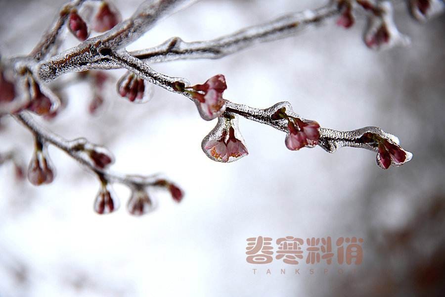 【潇湘文学社】潇湘如兰诗社《春寒》(303期)(图18)