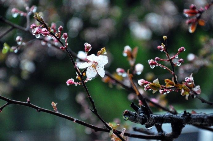 【潇湘文学社】潇湘如兰诗社《春寒》(303期)(图27)