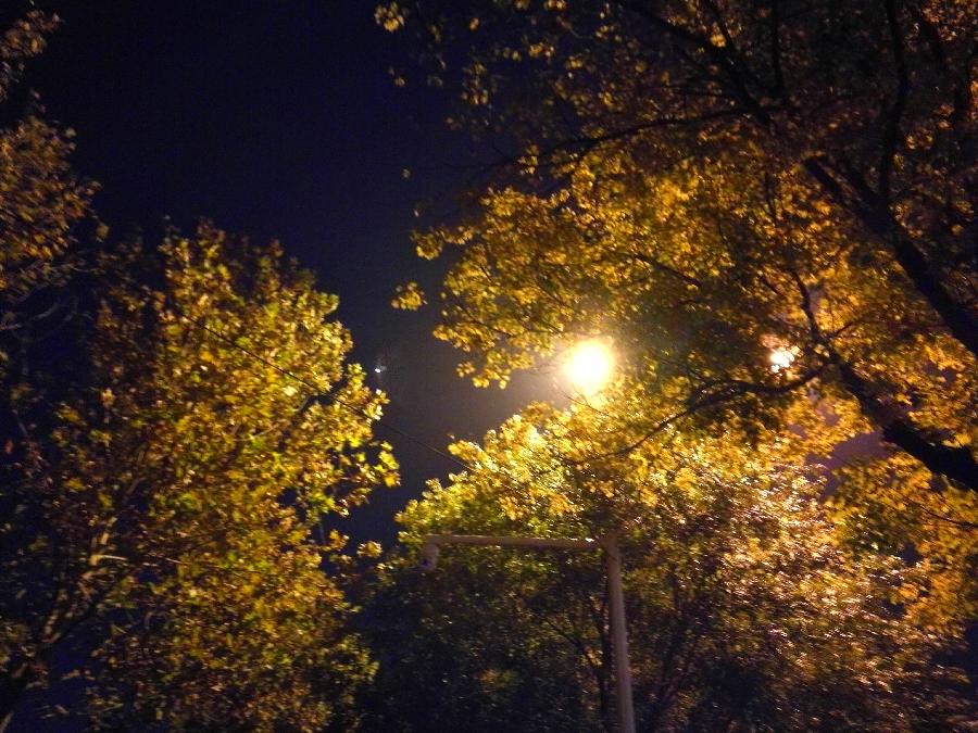 【新诗大观】夜色的美||文/最美的时光（图4）