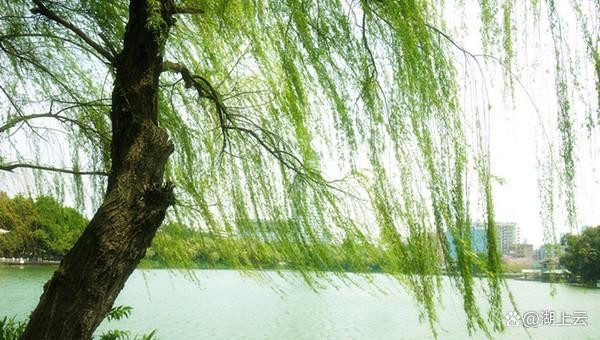 【神都诗社】07期《春柳》(图21)
