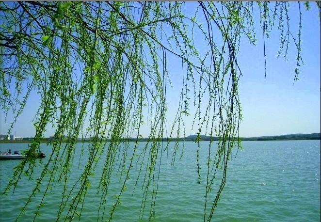 【神都诗社】07期《春柳》(图24)