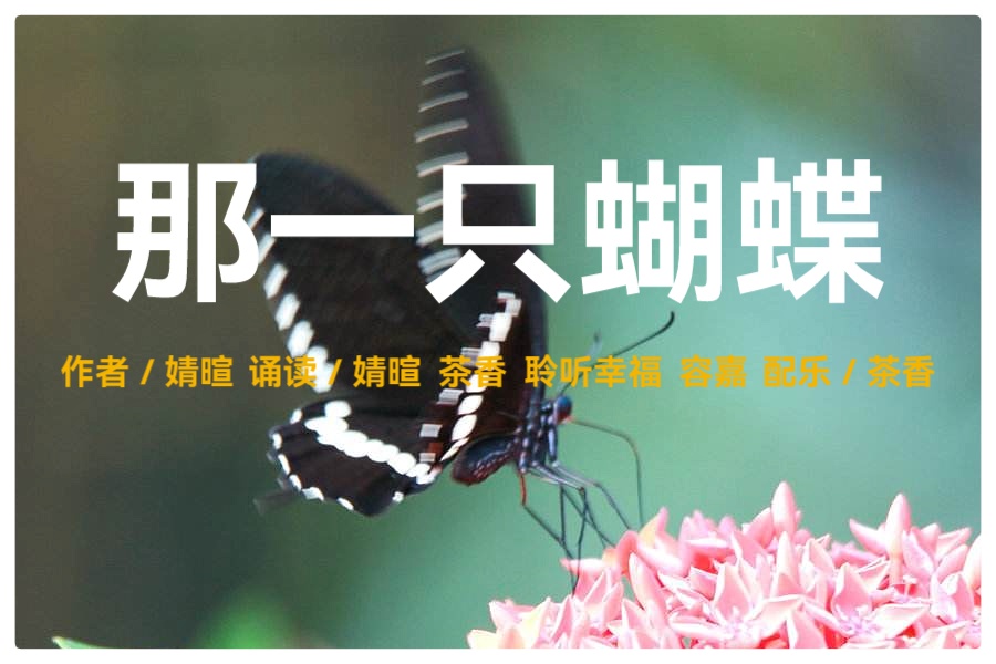 婧暄诗歌选读ll那一只蝴蝶ll诵读 婧暄 茶香 聆听幸福 容嘉(图2)
