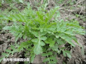《我又吃到野菜了》作者：张忠阳；诵读：雨季；编辑：宋梅【中国长江文学社】有声文学平台第3565期（图6）