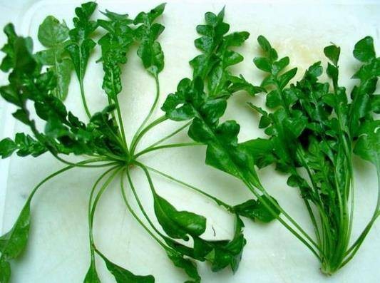 《我又吃到野菜了》作者：张忠阳；诵读：雨季；编辑：宋梅【中国长江文学社】有声文学平台第3565期（图5）