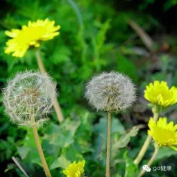 《我又吃到野菜了》作者：张忠阳；诵读：雨季；编辑：宋梅【中国长江文学社】有声文学平台第3565期（图7）