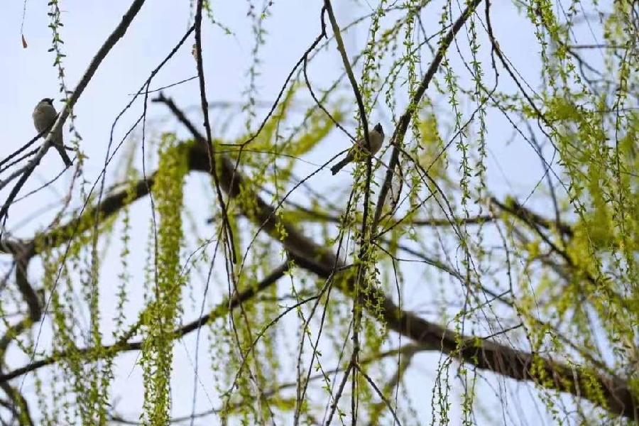 林海老师诗歌专辑，编辑:宋梅【中国长江文学社】有声文学平台第3567期（图7）