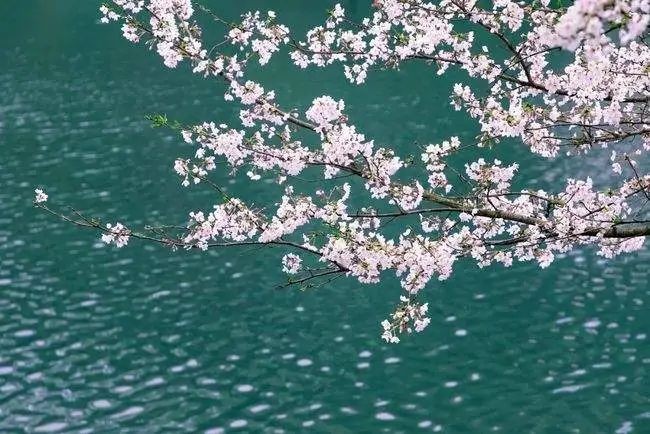 《岁月有你》作者：仲人；诵读：清柔的风；编辑：宋梅【中国长江文学社】有声文学平台第3568期（图4）