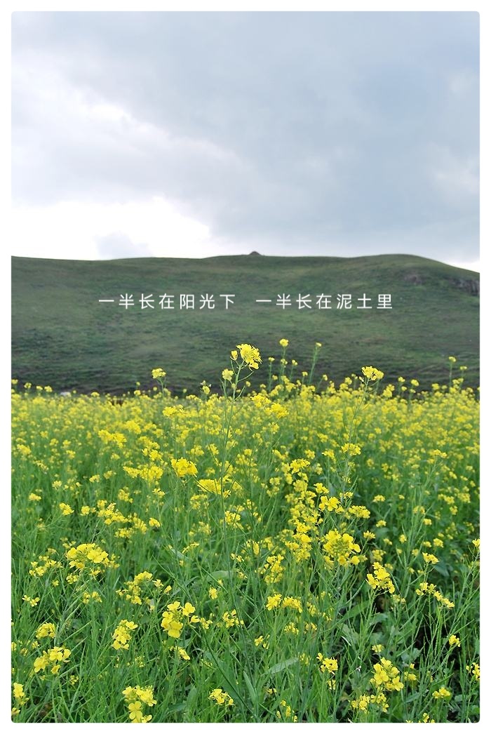 吴明辉诗歌选读ll清明ll诵读 爱国(图5)