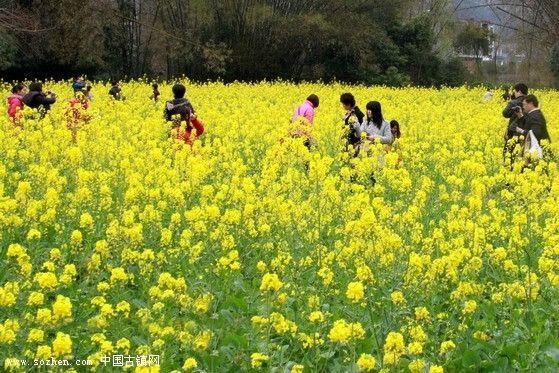 【经典推荐】杨武军//家乡的油菜花｛欣赏｝（图6）