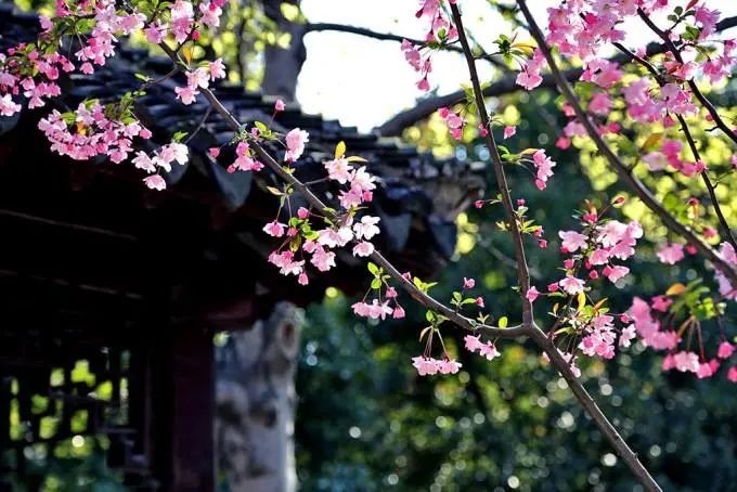 刘淑芹老师诗歌专辑欣赏,编辑:宋梅【中国长江文学社】有声文学平台第3574期(图4)